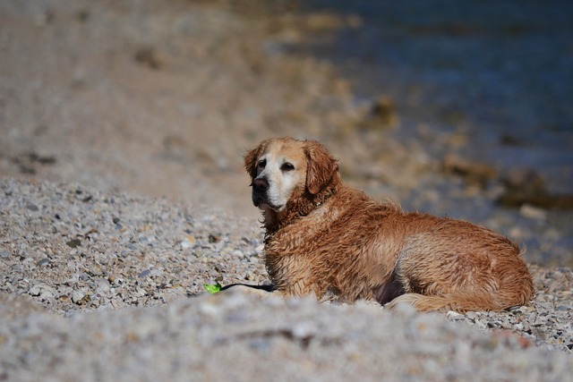 Fodr din hund uden at sprænge banken: De nyeste rabatter på hundemad